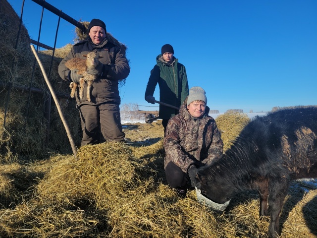 В Болотнинском районе семья Бойко превратила скромное подворье в процветающее КФХ