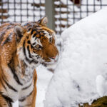 С 27 марта пенсионерам можно будет бесплатно посещать Новосибирский зоопарк