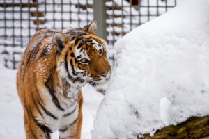 С 27 марта пенсионерам можно будет бесплатно посещать Новосибирский зоопарк