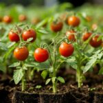 В Россельхознадзоре сообщили точные сроки посева рассады томатов