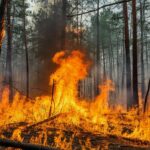 Болотнинский лесхоз встретит пожароопасный сезон 2026 года в полной готовности