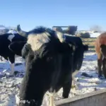 Правительство Новосибирской области помогут фермерам, потерявшим скот