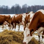 Эпидемиолог Геннадий Онищенко объяснил необходимость уничтожения скота в Новосибирской области