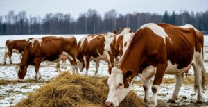 Мобильные пункты соцпомощи работают в районах изъятия сельхозживотных