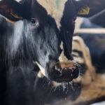 Губернатор Андрей Травников сообщил о прекращении вспышки пастереллеза среди животных в хозяйствах региона