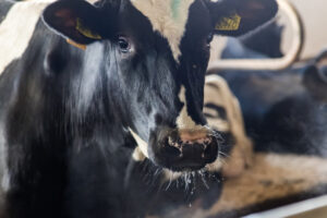 Губернатор Андрей Травников сообщил о прекращении вспышки пастереллеза среди животных в хозяйствах региона