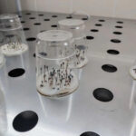 В Новосибирской области достаточно семян для восстановления лесов