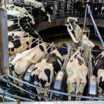 126 семей из Новосибирской области получили компенсацию за скот свыше 45 миллионов рублей