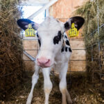 В Гжатске и Колывани Новосибирской области ввели карантин из-за бешенства