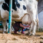 В Новосибирской области изъяли почти тонну опасной молочной продукции