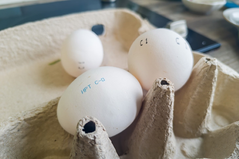 Потребность в яйцах на 124% закрыли новосибирские птицефабрики в 2025 году