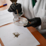 В Новосибирской области выбраны лесничества для обработки от непарного шелкопряда