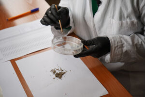 В Новосибирской области выбраны лесничества для обработки от непарного шелкопряда