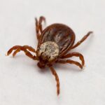 Клещи кусают в квартирах жителей Новосибирской области