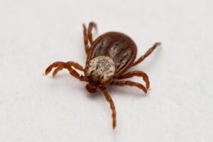 В 2025 году в Новосибирске 84 невакцинированных человека заболели энцефалитом