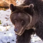 Правила поведения при встрече с медведем рассказали в минприроде региона