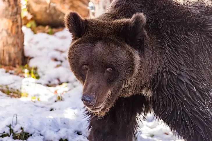 Правила поведения при встрече с медведем рассказали в минприроде региона