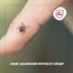 Роспотребнадзор информирует о сезонной активизации клещей
