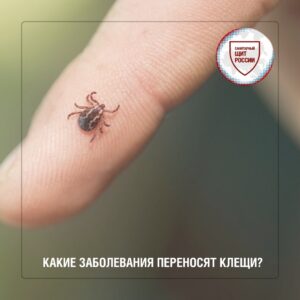 Роспотребнадзор информирует о сезонной активизации клещей