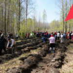 В рамках акции «Сад памяти» в регионе высадили более 58 тысяч деревьев за 2026